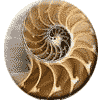 Spiral Shell